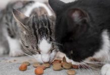 Gerakan Street Feeding, Menjadi Penyelamat Bagi Kucing Liar