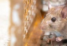 Waspada! Penyebab Bakteri Leptospirosis