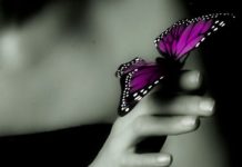 Perkara Setitik Dengan Dampak Masif, Kenali Butterfly Effect Ilustrasi kupu-kupu.(Sumber: pinimg.com)