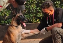 Plot Twist Kasus Viral Satpam Pukul Anjing: Pentingnya Verifikasi Informasi dan Empati