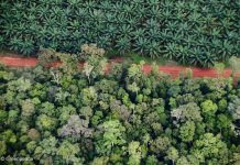Hak dan Hutan Papua Terancam: Masyarakat Adat Tolak Ekspansi Sawit